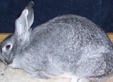 标准金吉拉兔多少钱一只？来看看吧