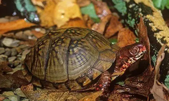 三趾箱龟可以冬眠吗?来get下吧 三趾箱龟可以冬眠吗?来get下吧