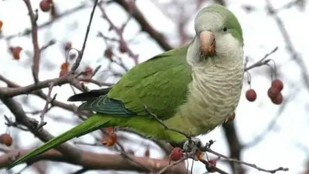 和尚鹦鹉如何手养？方法还蛮简单的