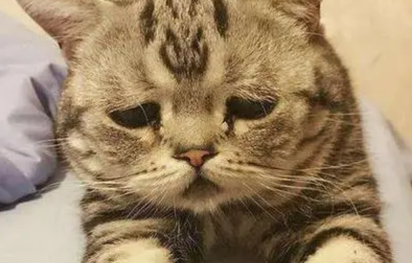 如何判断猫藓快好了？不必过于担心