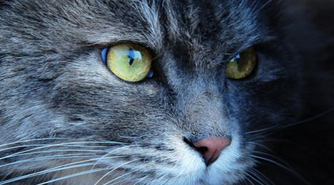 养宠经验分享：猫咪感冒喝小儿感冒可以么