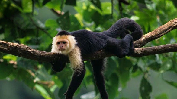 现实版猩球崛起丨专家提醒卷尾猴可能会危机人类生存 现实版猩球崛起丨专家提醒卷尾猴可能会危机人类生存
