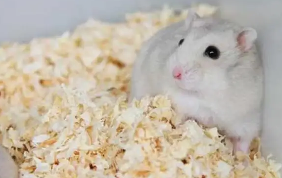 一线仓鼠可以生出三线么？快来了解一下吧