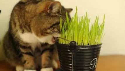 猫草用什么种的比较好