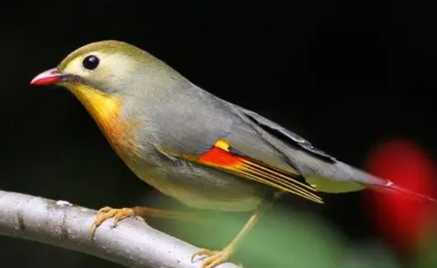 相思鸟怎么喂养？看这里！