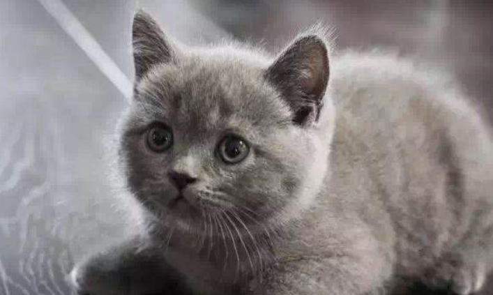 英短各阶段体重标准是什么样的？