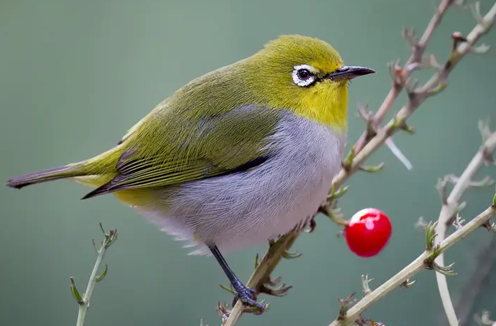 绣眼鸟养多久才不怕人？需要讲究技巧