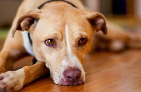 一文详解狗狗拉稀吐白沫怎么回事~