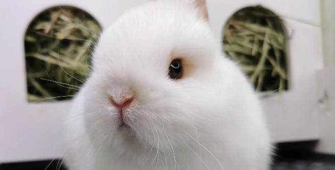 暹罗侏儒兔能记住人吗？真相揭晓..