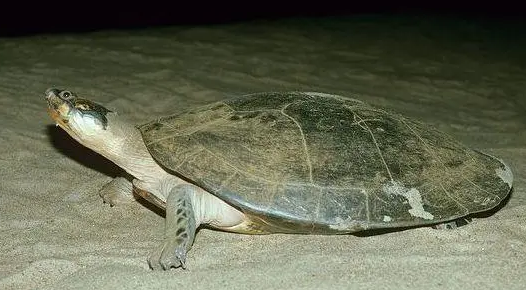 巨型侧颈龟吃什么？来看一下吧