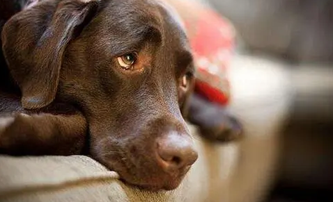 狗一直发抖怎么回事?可以了解一下 狗一直发抖怎么回事?可以了解一下