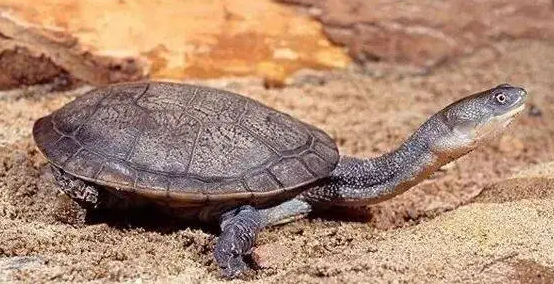 长颈龟可以和蛋龟混养吗?来看看吧 长颈龟可以和蛋龟混养吗?来看看吧