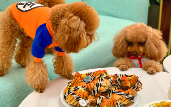 狗能吃螃蟹壳吗？主人一定要了解