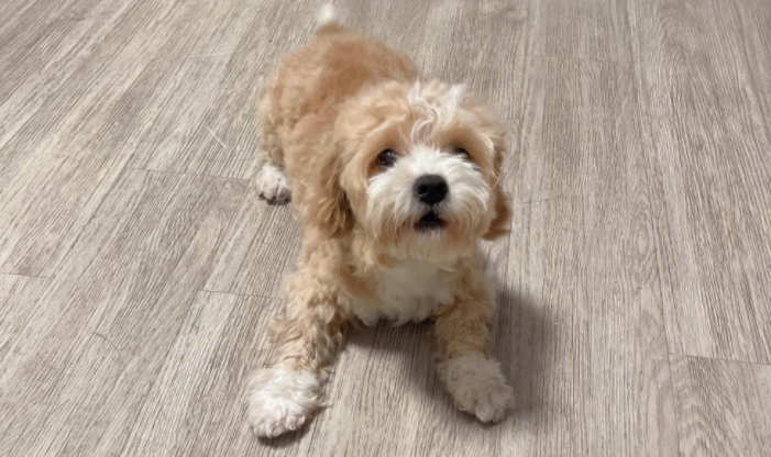 马尔泰犬是什么品种，看完你就了解了！