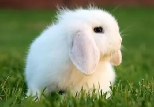 英国迷你垂耳兔缺点是什么，来一起看看吧