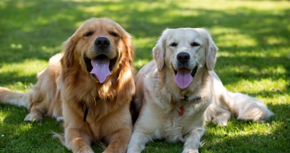 金毛犬的特点和缺点有哪些？铲屎官一定要知道！