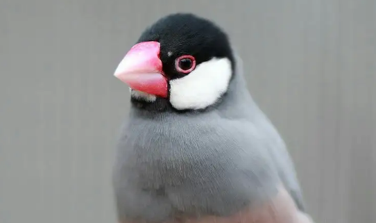 灰文鸟可以和白文鸟交配繁殖吗？答案在这里