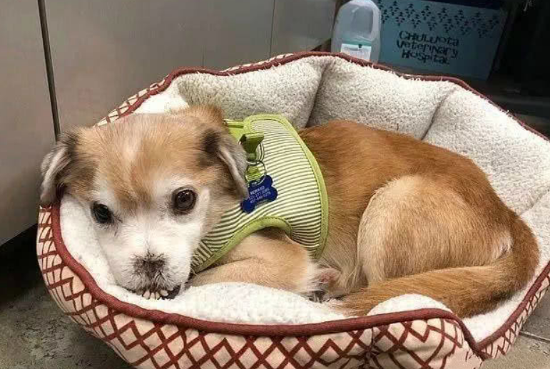 狗的鼻子下面有一条缝，有人知道是什么原因导致的吗？