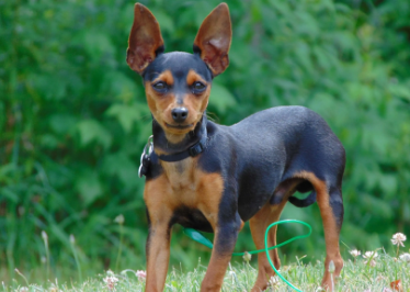 迷你小狗品种，感兴趣的快来了解一下！