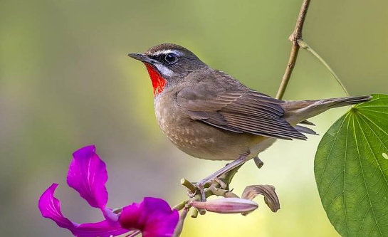 红靛颏鸟需要遛吗？不知道的等着吃亏吧！