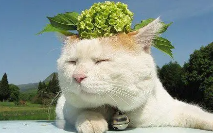 猫咪吃什么可以补充微量元素? 猫咪吃什么可以补充微量元素?