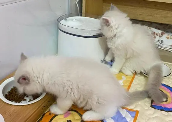 小猫咪换粮怎么换呢?它脆弱的小肠胃怎么呵护呢? 小猫咪换粮怎么换呢?它脆弱的小肠胃怎么呵护呢?