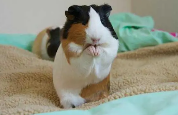 荷兰鼠爱拉屎怎么办，如何处理呢？