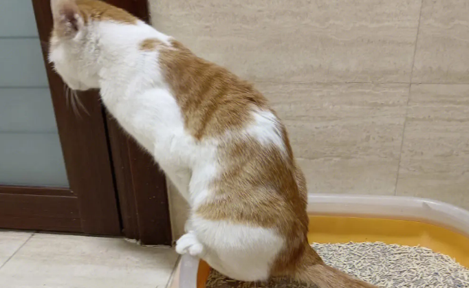 猫尿完不埋是怎么回事？一般是这两种原因