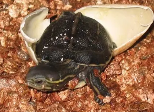 云南闭壳龟的寿命是多久？饲主来看看吧