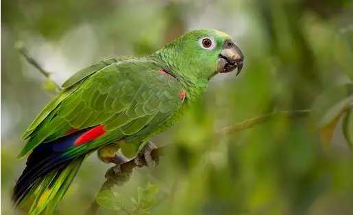 斑点亚马逊鹦鹉会说话吗?看完你就知道 斑点亚马逊鹦鹉会说话吗?看完你就知道