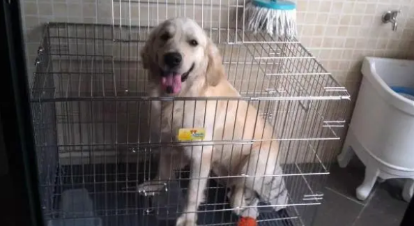 航空箱变小铁笼,爱犬佝偻7小时滴水未进! 航空箱变小铁笼,爱犬佝偻7小时滴水未进!