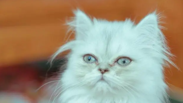 猫便秘益生菌喂多少天