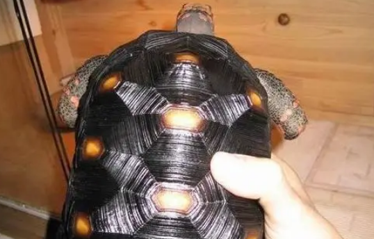 樱桃红腿陆龟感冒怎么治疗？方法都在这里