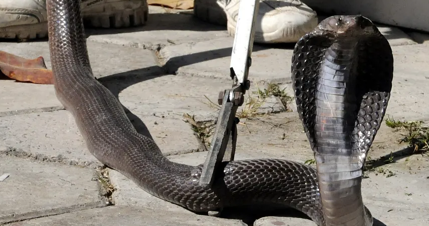 印度眼镜蛇有毒吗？千万不要搞错啦！