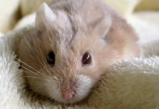 一线仓鼠这么贵，到底是什么原因呢？