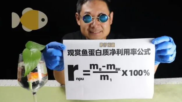什么样的鱼粮才能让观赏鱼长得比较快？抓住这些关键单才能搞明白