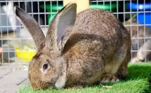 巨型花明兔认人吗？看完这篇文章你就知道了！