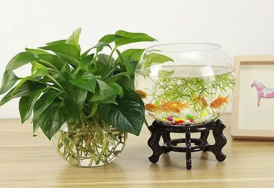 鱼缸里放上几种漂亮“野草”，漂亮又灵气，净化水质强