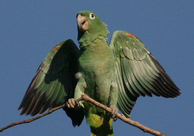 想知道斑点亚马逊鹦鹉多少钱?就来看看吧 想知道斑点亚马逊鹦鹉多少钱?就来看看吧