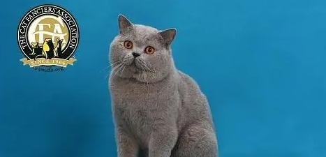 猫舍的猫就一定靠谱？