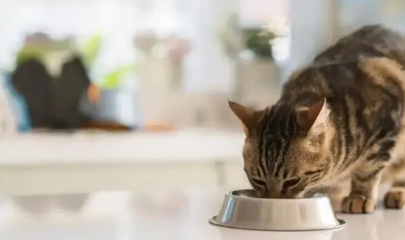 猫咪喜欢吃的猫条，到底是有害还是有利？