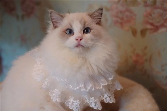 这个世界存在短毛布偶吗？