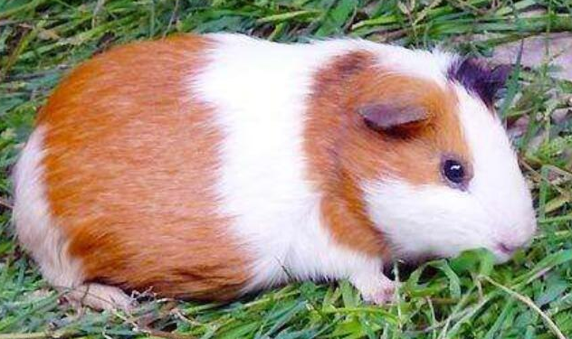 荷兰猪要死了急救方法，主人要了解