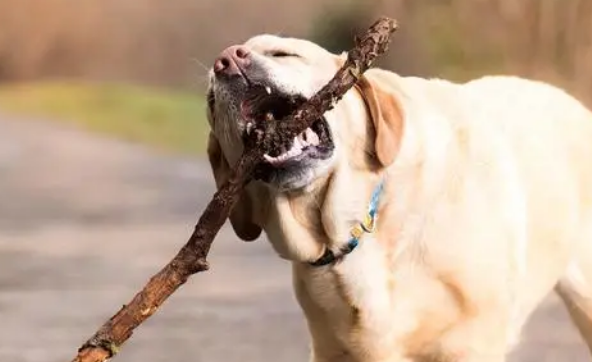 image.png狗狗不爱刷牙怎么办？有其他方法洁齿吗？这三种方法简单有效