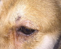 狗狗眼睛红红的是得了什么病？来看看吧