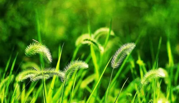 对于猫草你了解多少,猫草的作用有哪些? 对于猫草你了解多少,猫草的作用有哪些?