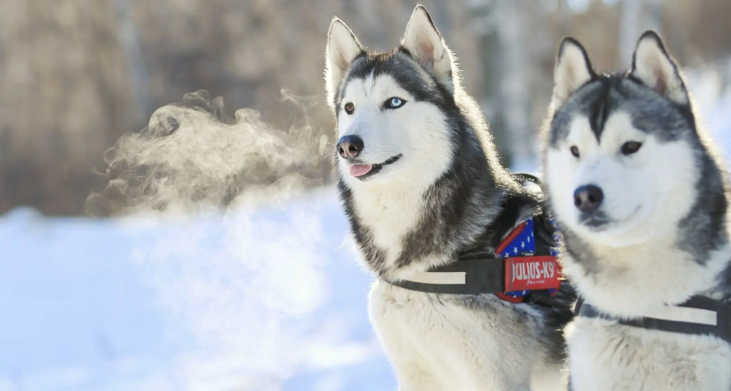 哈士奇依赖主人的表现体现在这里