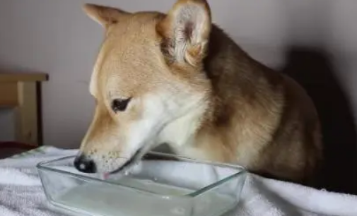 狗狗喝羊奶的4大好处，你都知道吗？