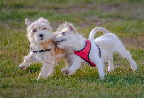 狗狗的年龄怎么算?看完你就懂了~ 狗狗的年龄怎么算?看完你就懂了~
