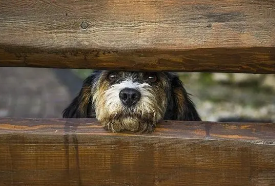 狗狗关笼子好不好？是对狗好还是方便主人